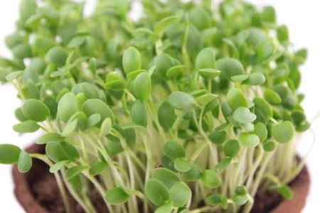 datelina purpurova detail1